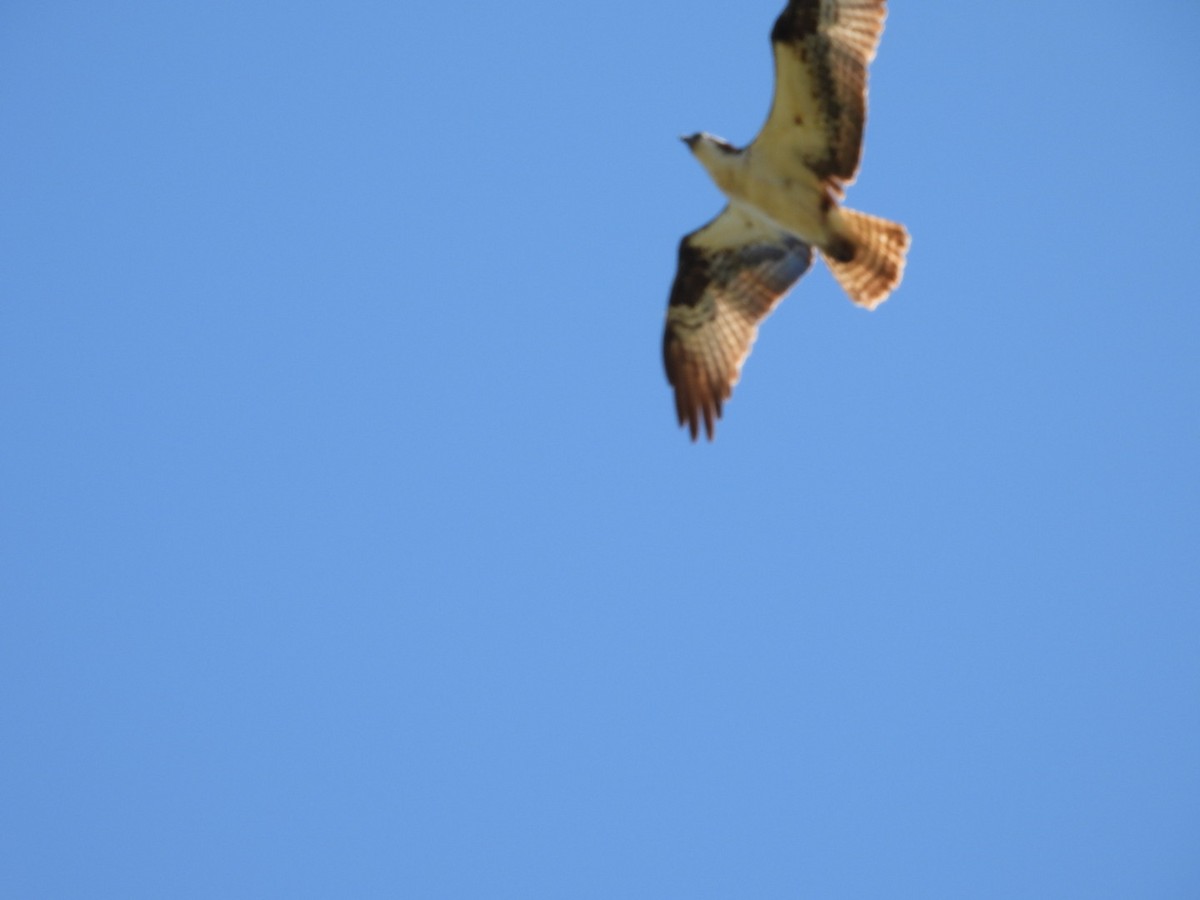 Osprey - ML638127881