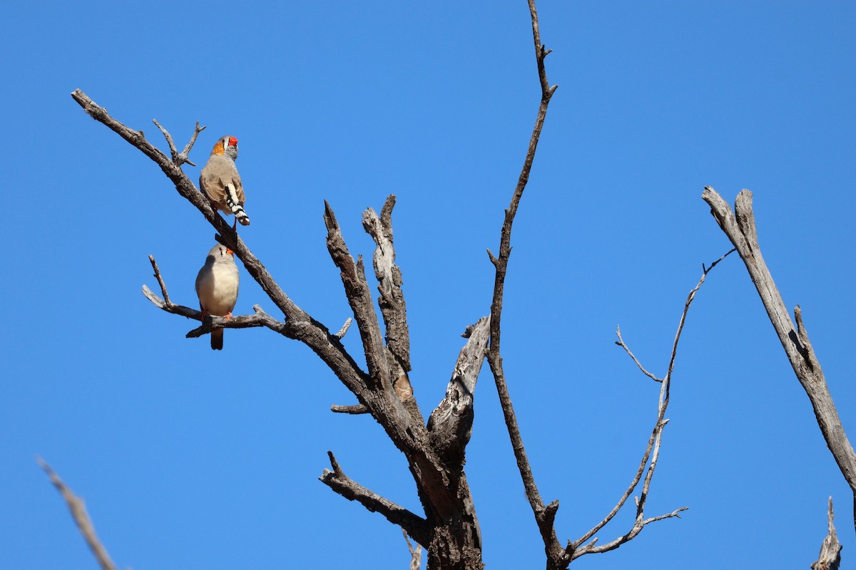 Zebra Finch - ML638127906