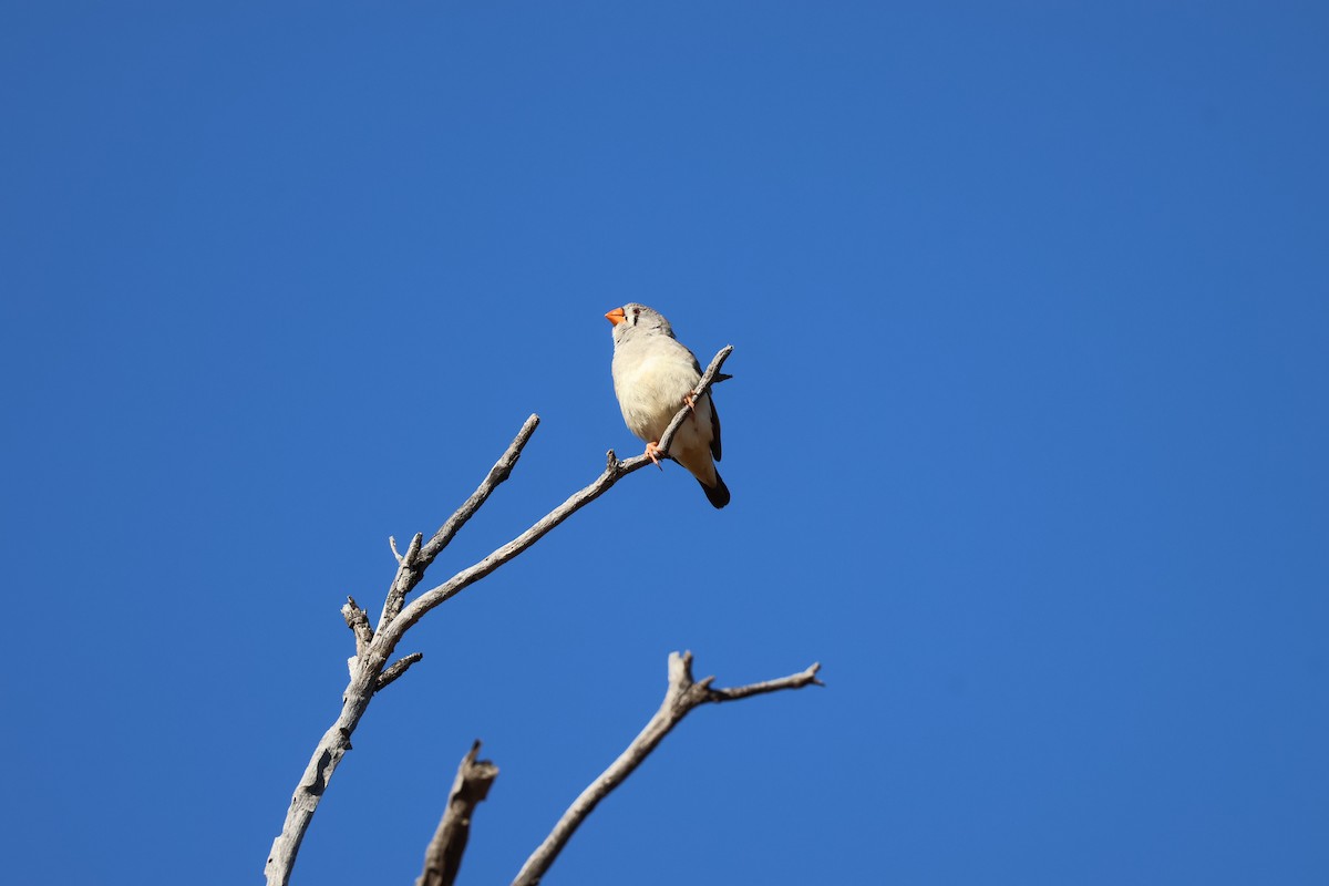 Zebra Finch - ML638127919