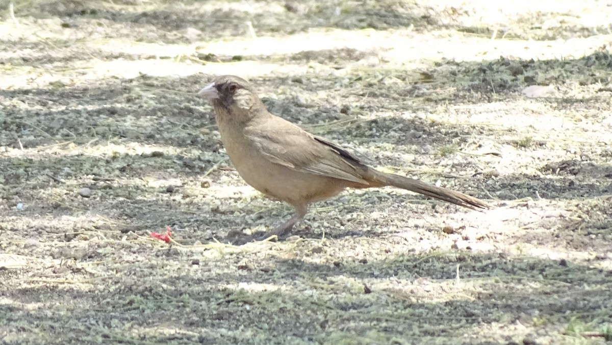 Abert's Towhee - ML638127955