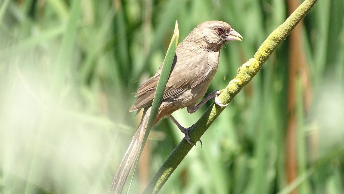 Abert's Towhee - ML638127956