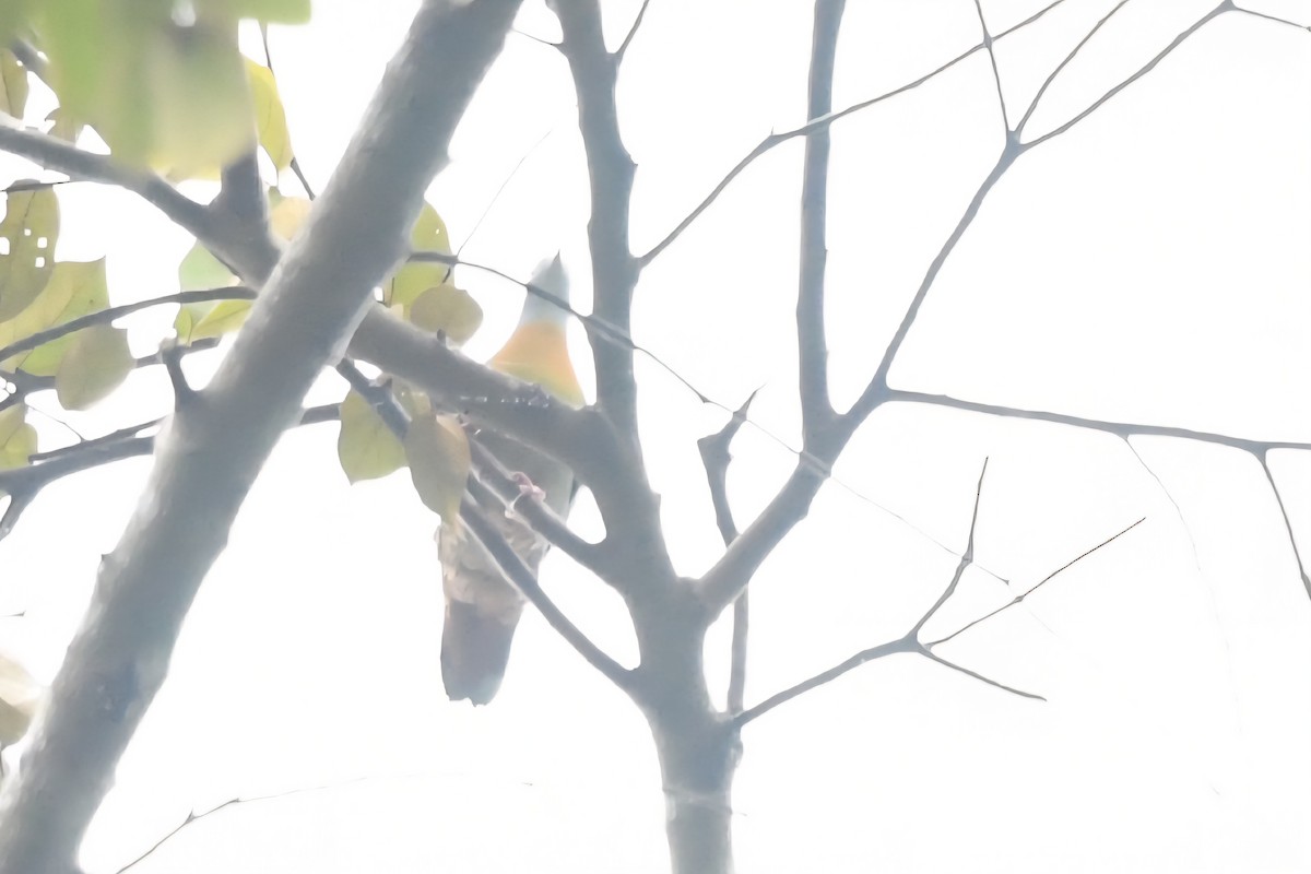 Little Green-Pigeon - ML638127980