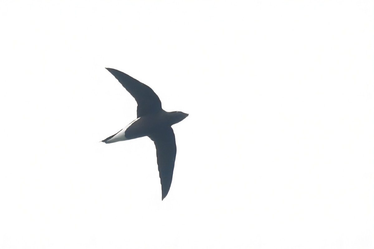 Brown-backed Needletail - ML638127993