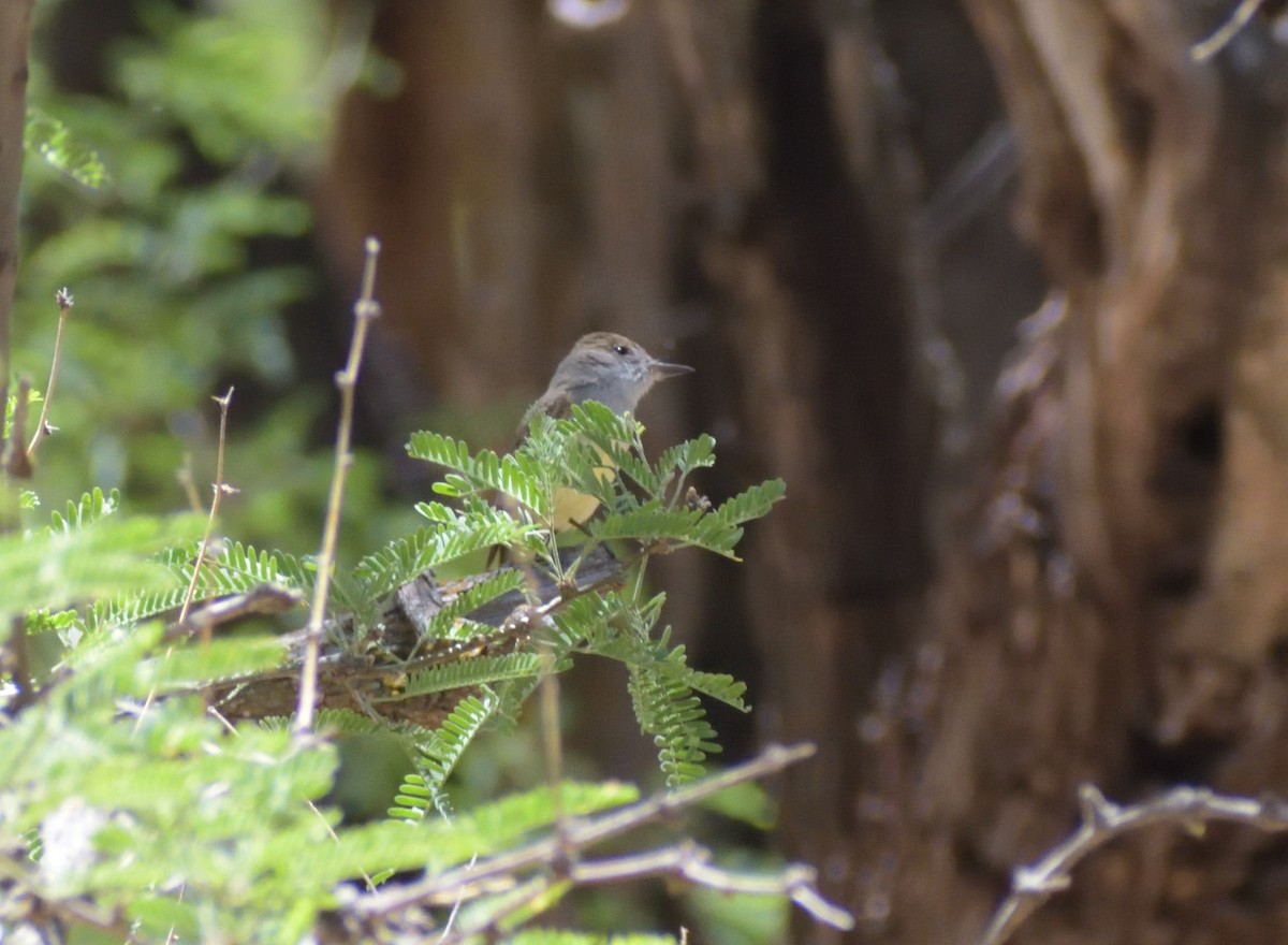 Dusky-capped Flycatcher - ML638128008