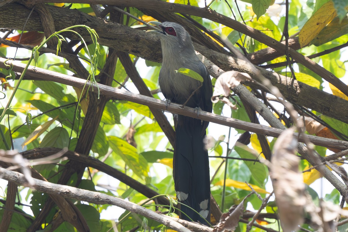 Green-billed Malkoha - ML638128013