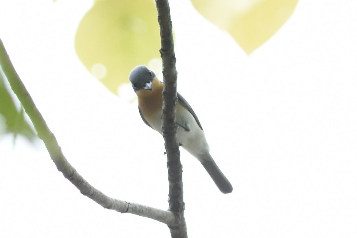 Leaden Flycatcher - ML638128035