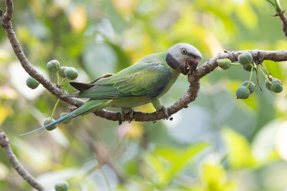 Red-breasted Parakeet - ML638128039