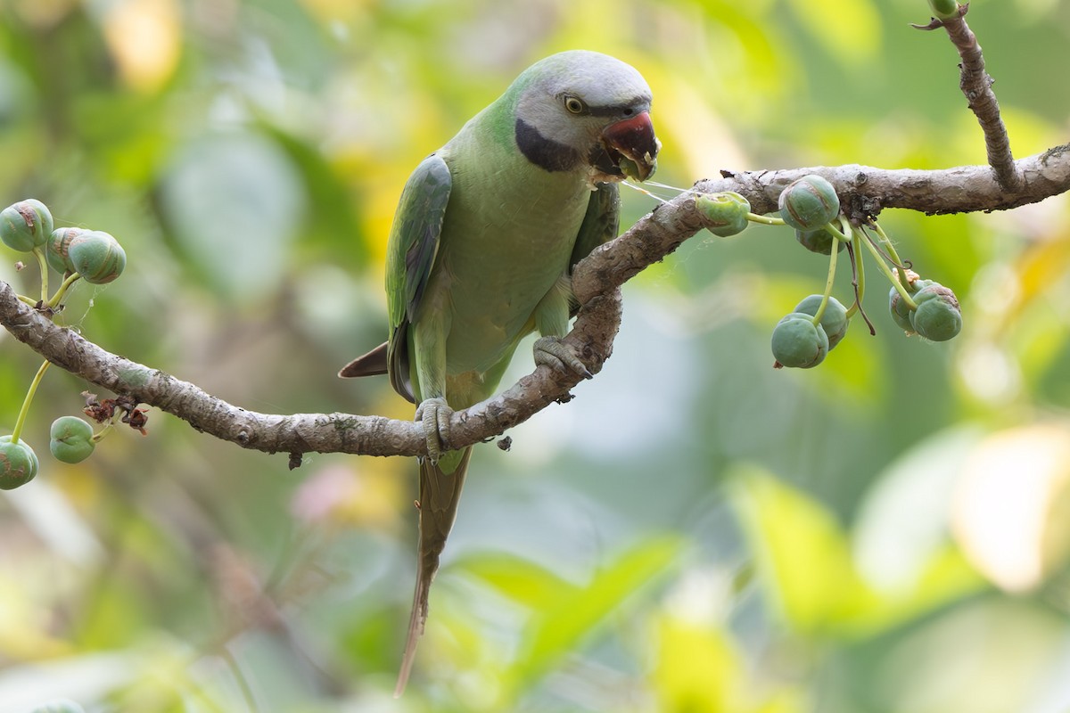 Red-breasted Parakeet - ML638128040