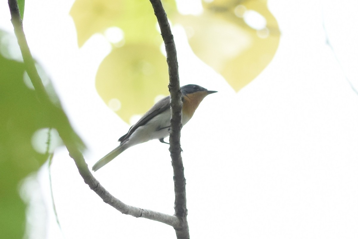 Leaden Flycatcher - ML638128045
