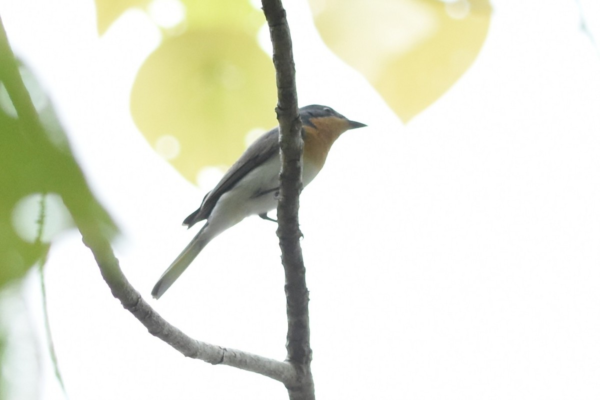 Leaden Flycatcher - ML638128048
