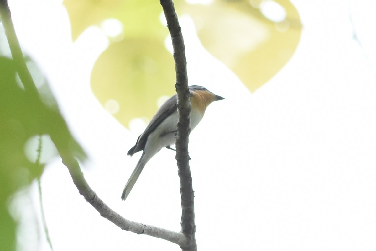 Leaden Flycatcher - ML638128051