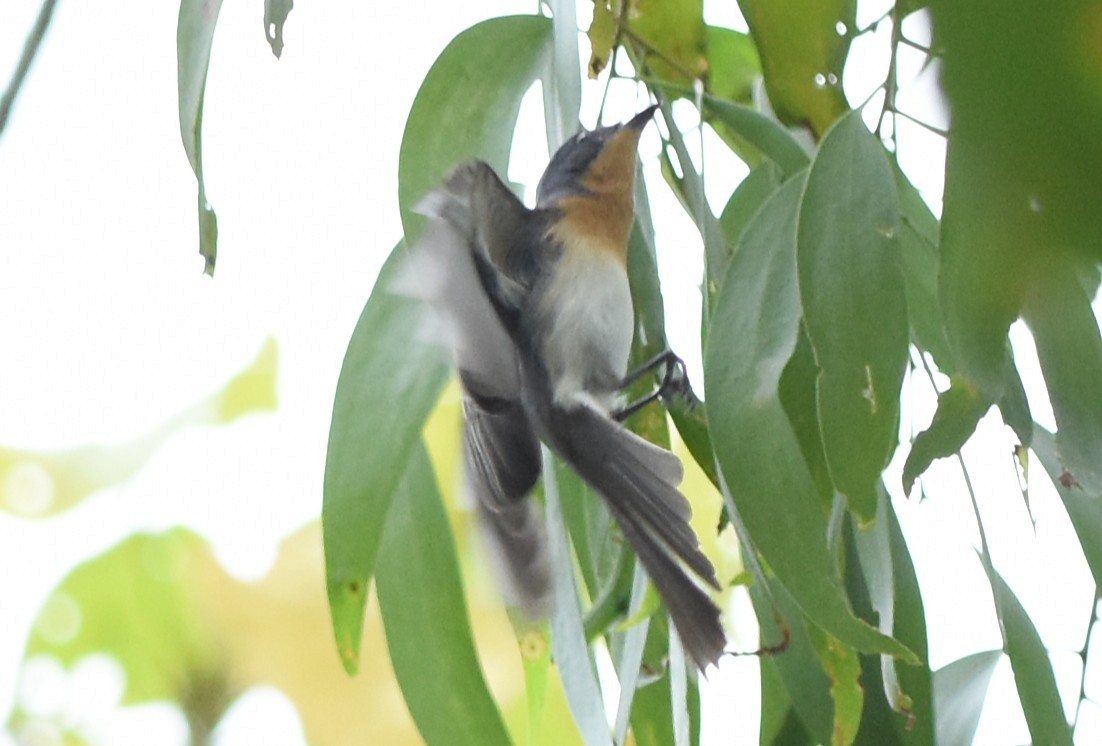 Leaden Flycatcher - ML638128061