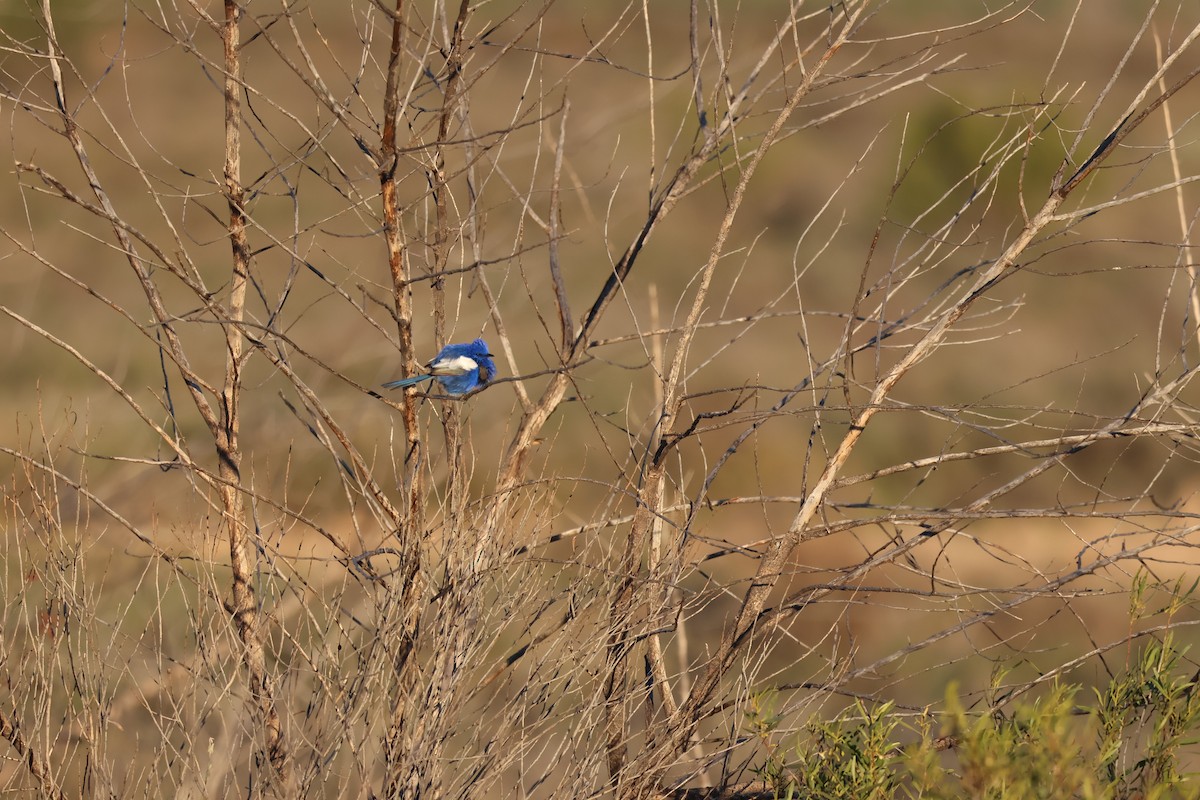White-winged Fairywren - ML638128092