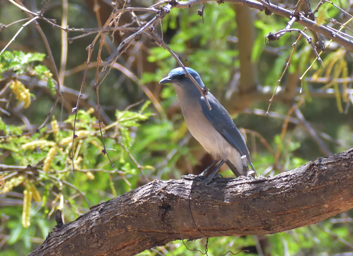 Mexican Jay - ML638128124