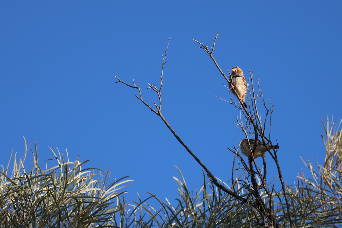 Zebra Finch - ML638128146