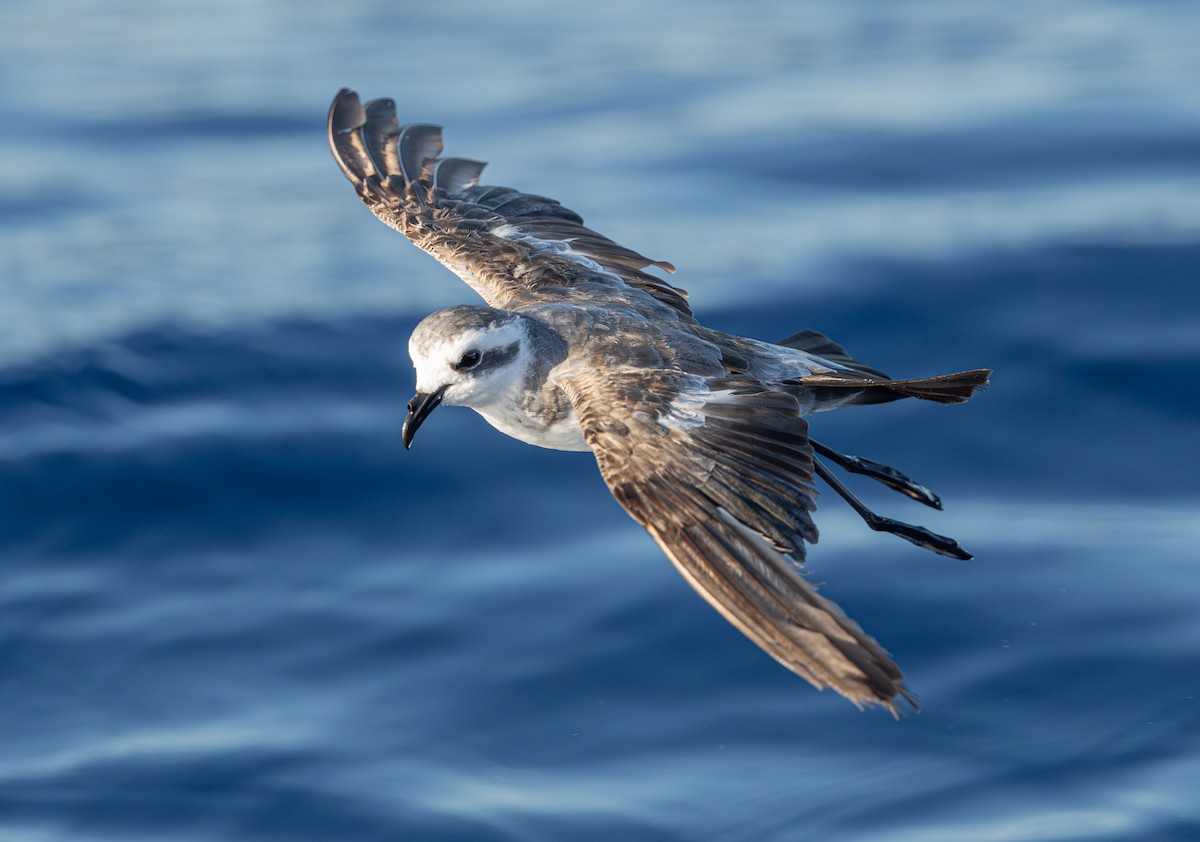 White-faced Storm-Petrel - ML638128160