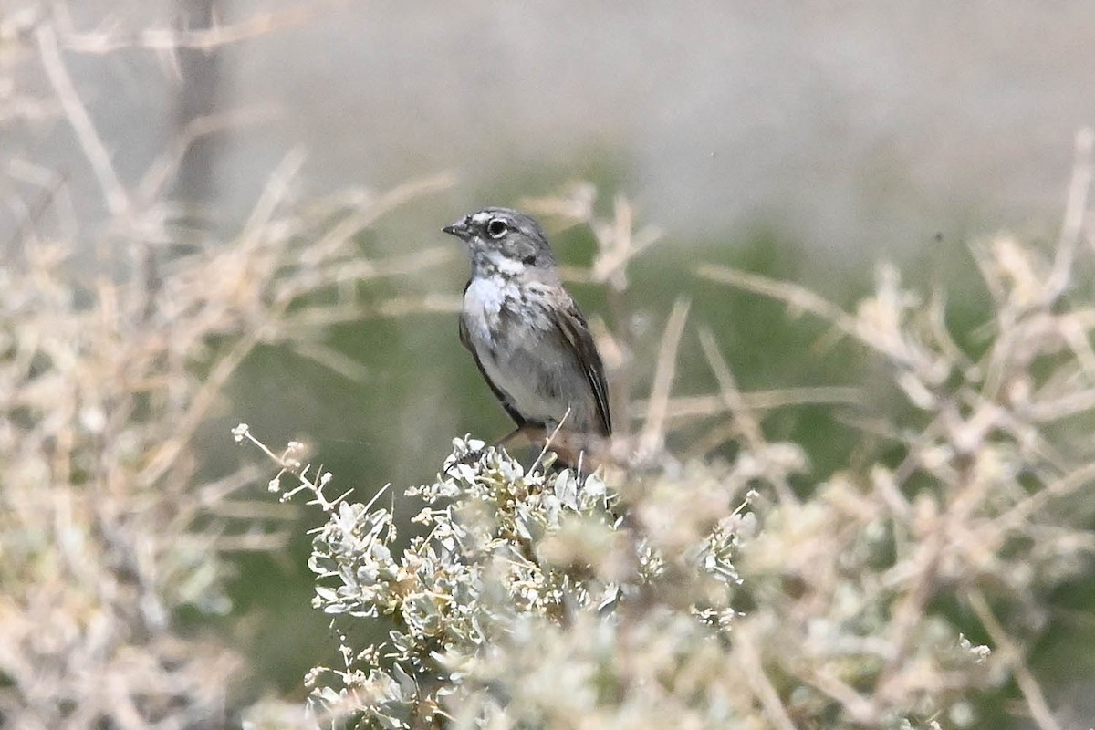 Bell's Sparrow (canescens) - ML638128163