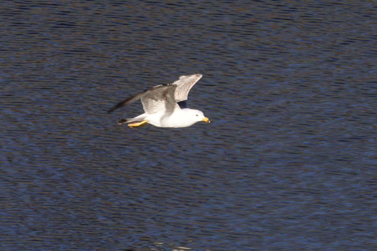 Armenian Gull - ML638128209