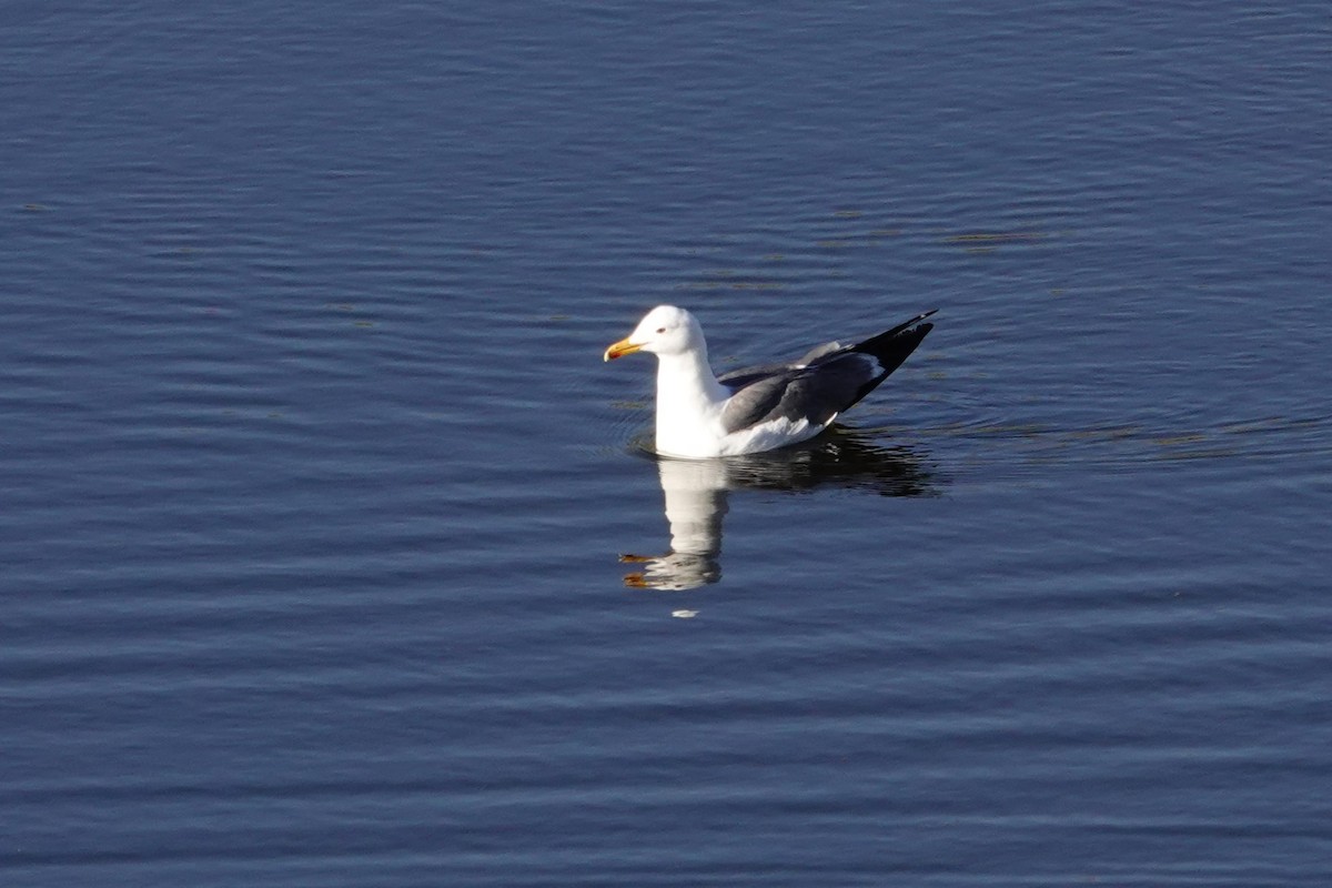 Armenian Gull - ML638128210