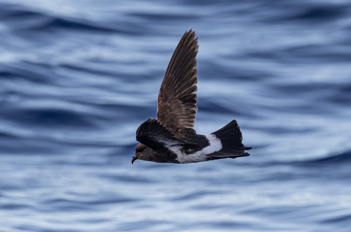 Black-bellied Storm-Petrel - ML638128230