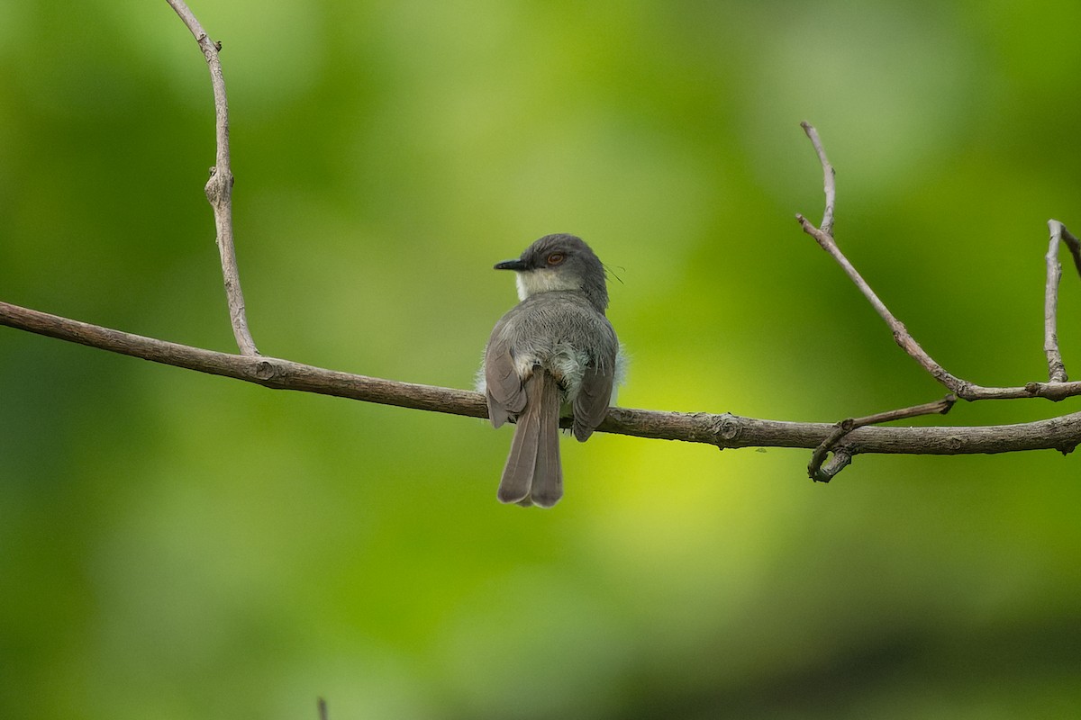 Gray-breasted Prinia - ML638128260