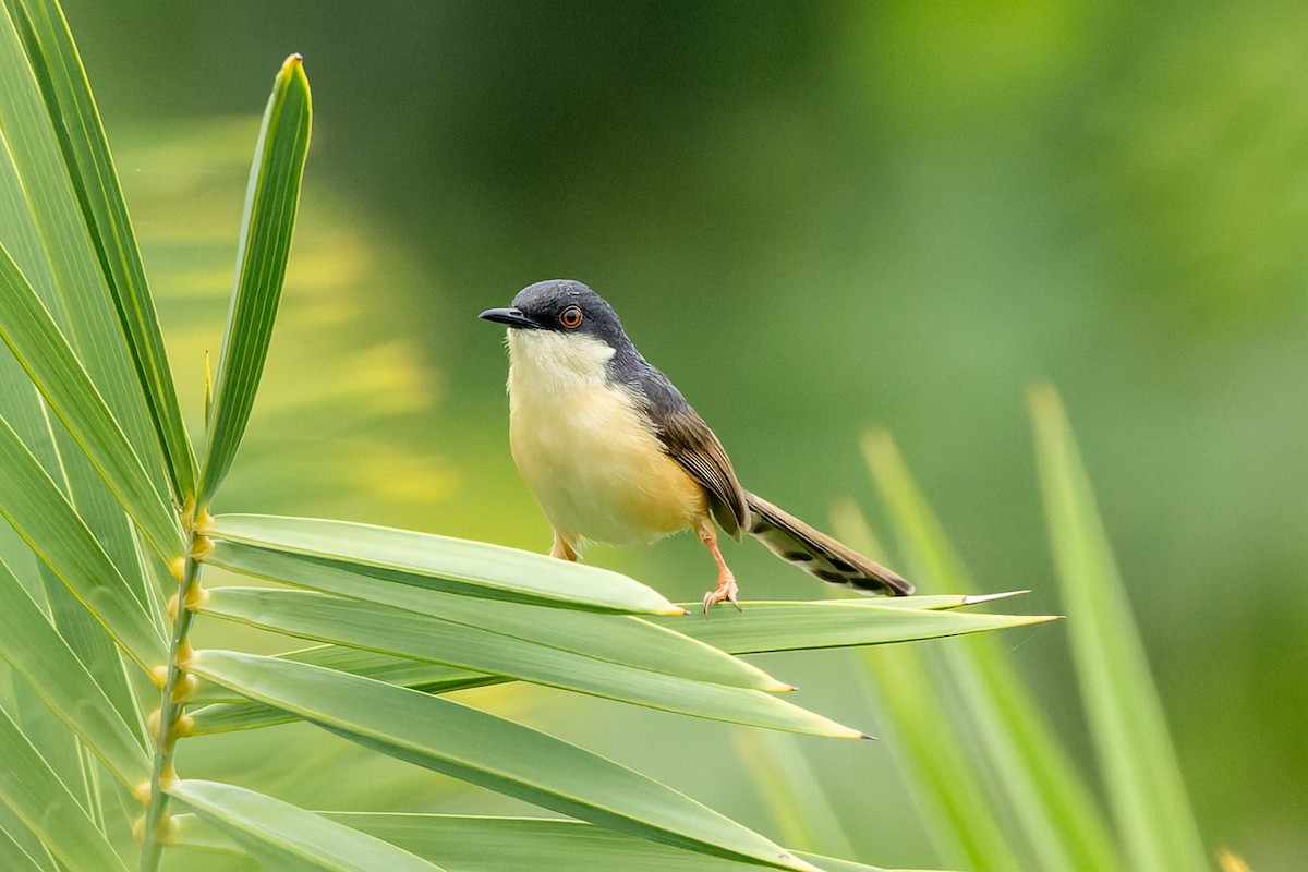 Ashy Prinia - ML638128262