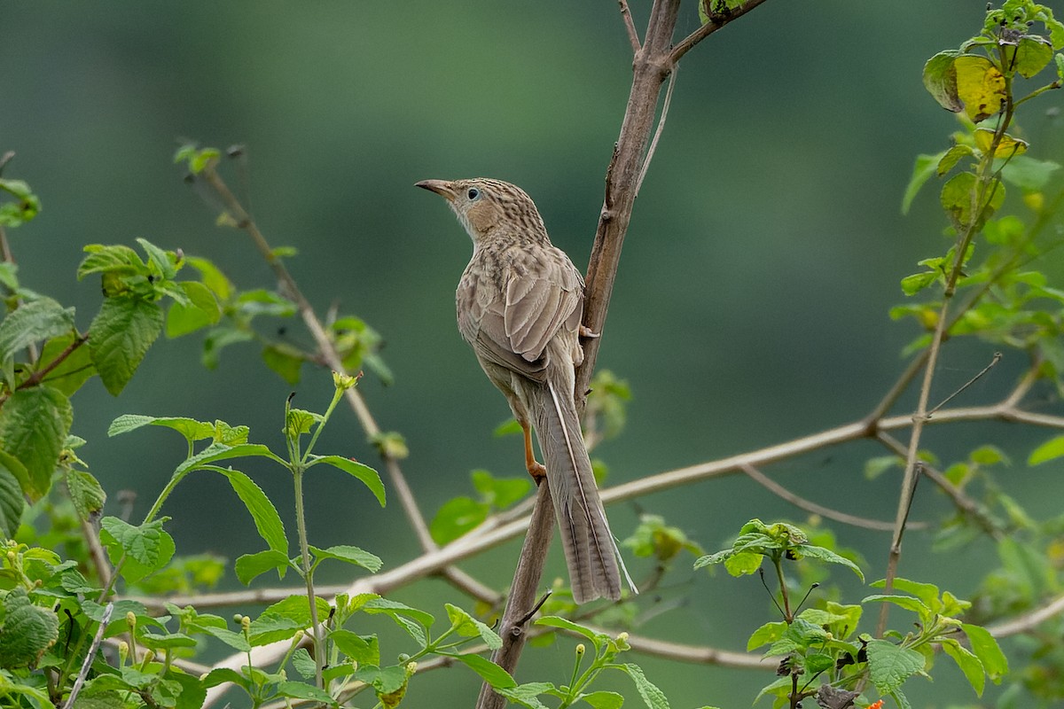 Common Babbler - ML638128265