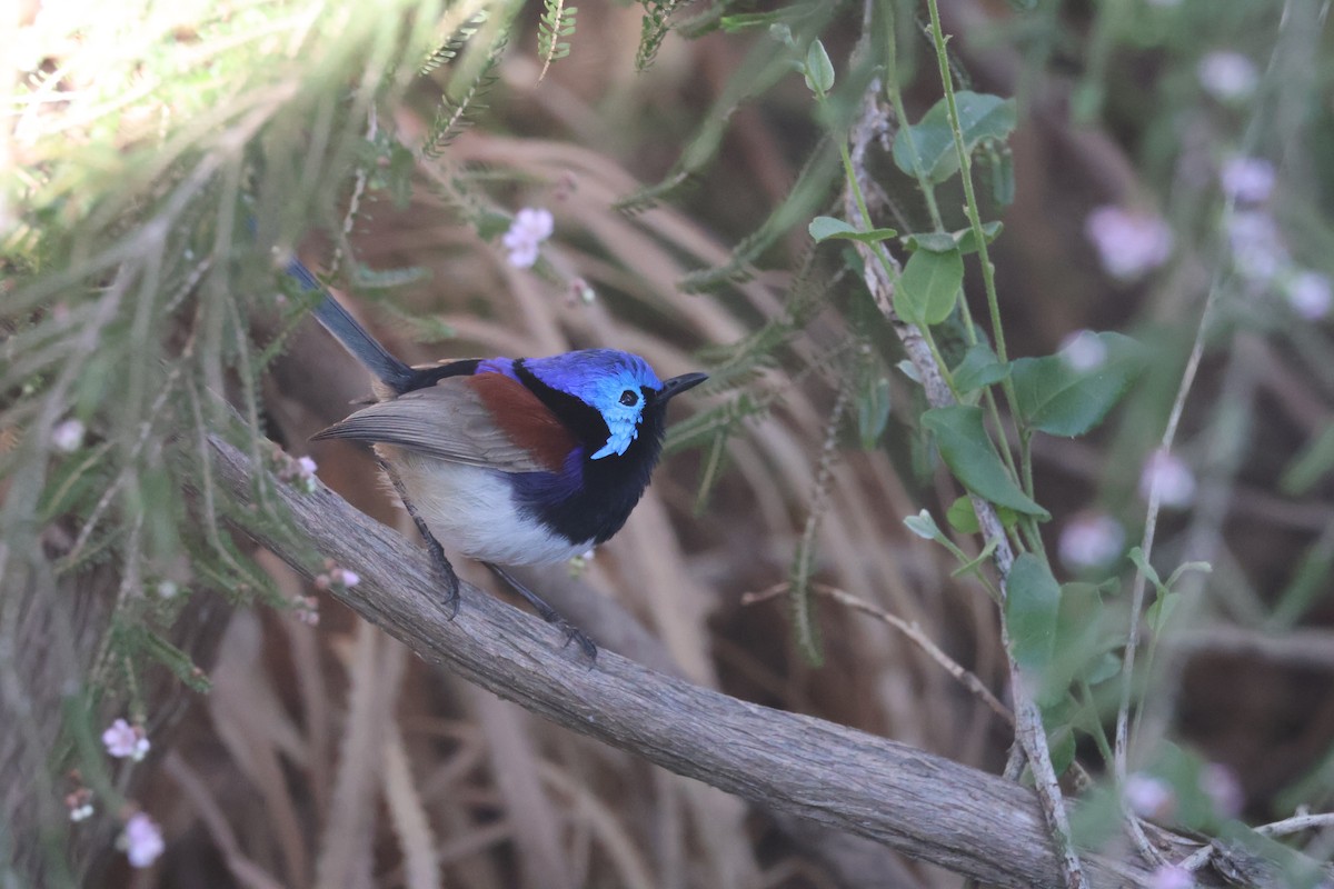 Purple-backed Fairywren - ML638128314