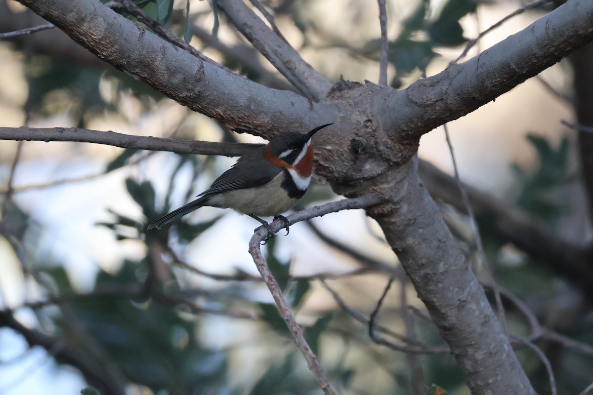 Western Spinebill - ML638128331