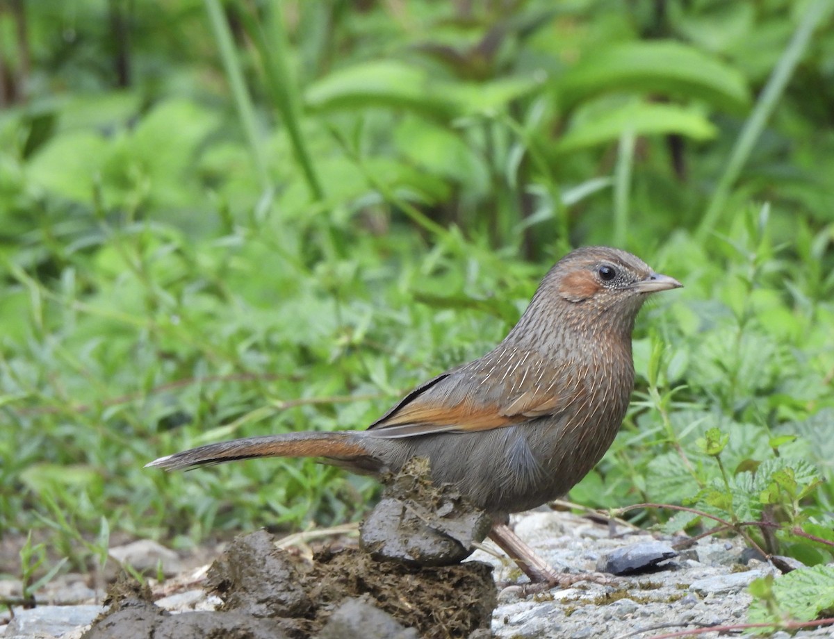 Streaked Laughingthrush - ML638128388