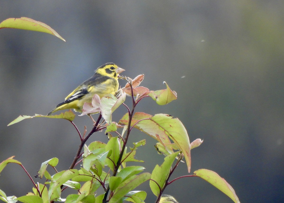 Yellow-breasted Greenfinch - ML638128419