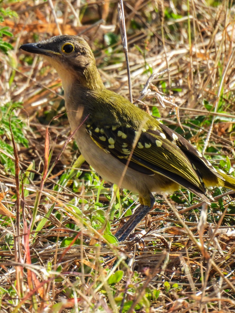 Nicator à tête brune - ML638128449