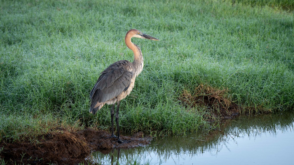Goliath Heron - ML638128456