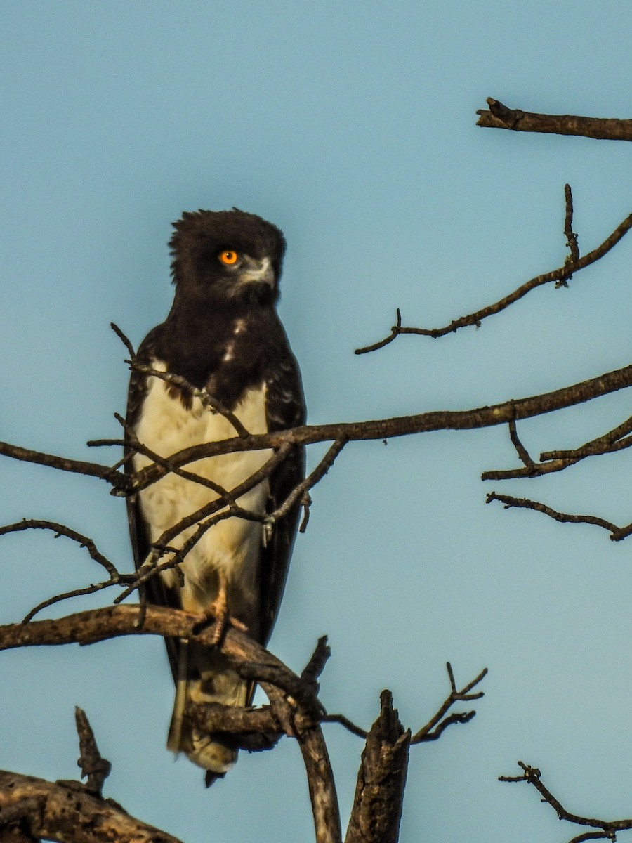 Black-chested Snake-Eagle - ML638128457