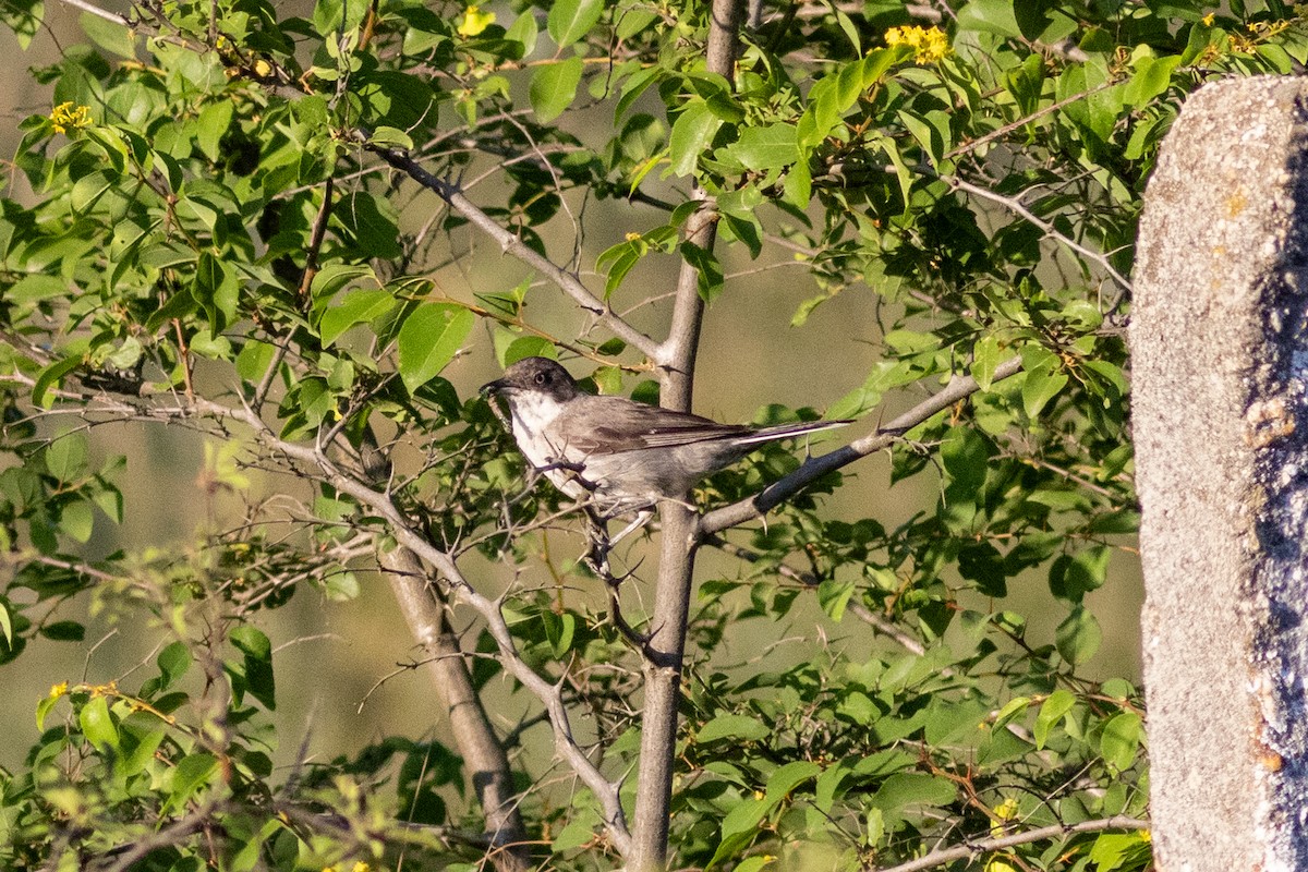Eastern Orphean Warbler - ML638128464