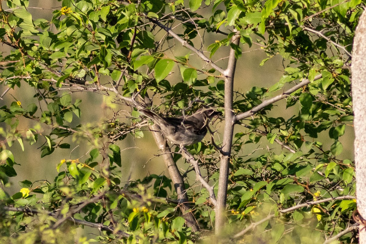Eastern Orphean Warbler - ML638128466