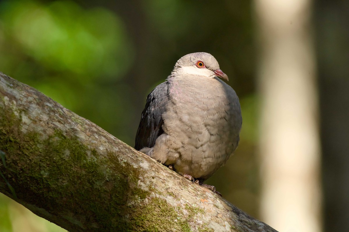 White-headed Pigeon - ML638128467
