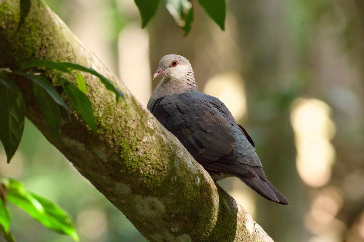 White-headed Pigeon - ML638128468