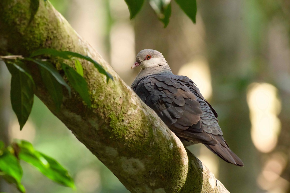 White-headed Pigeon - ML638128469