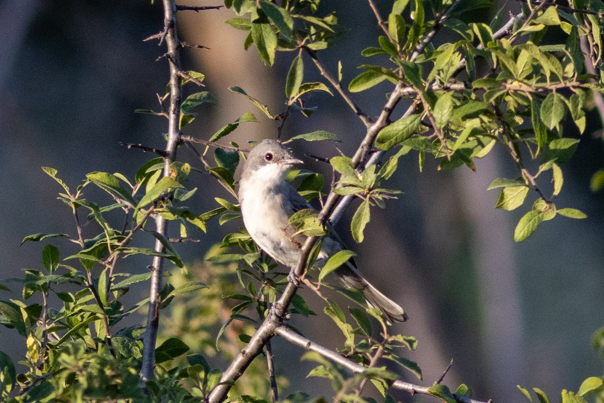 Eastern Orphean Warbler - ML638128471
