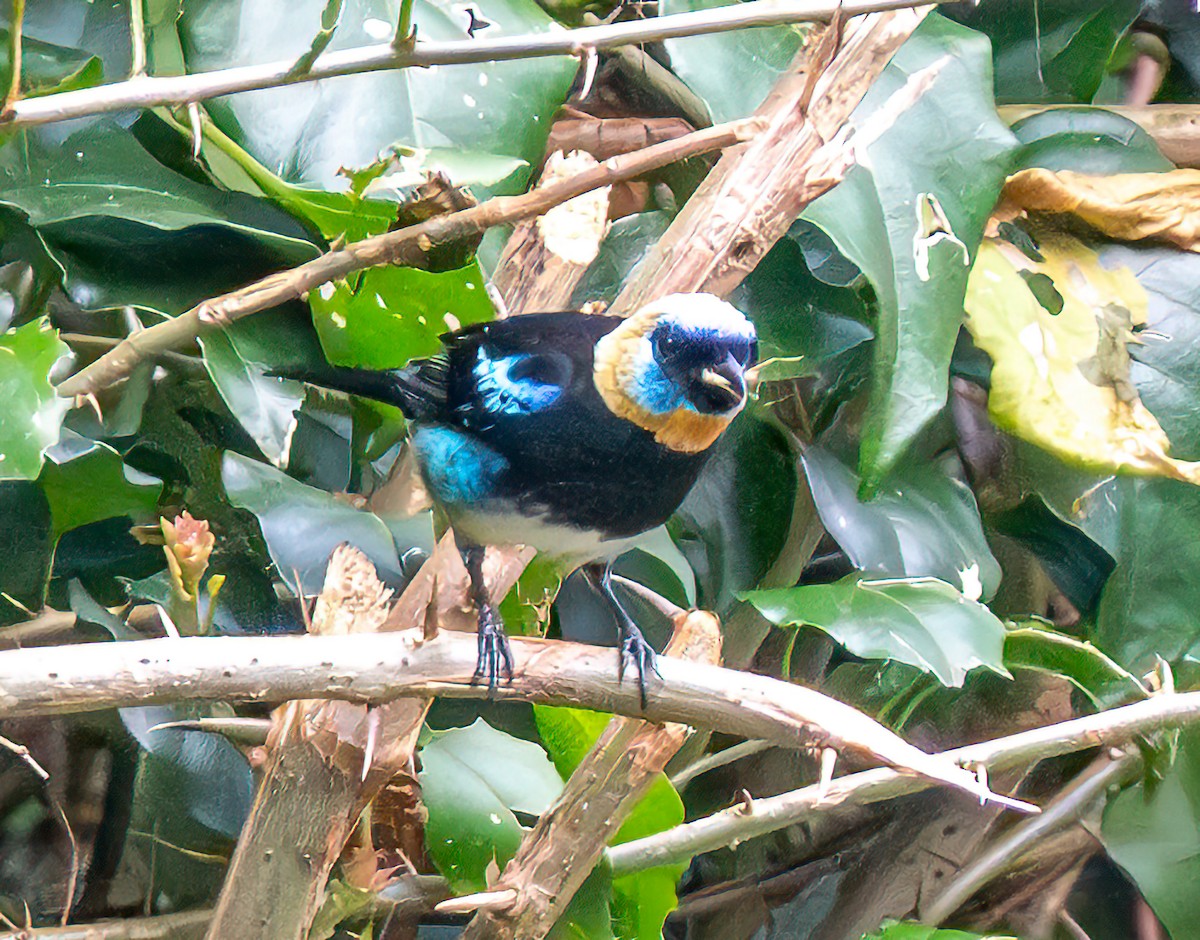 Golden-hooded Tanager - ML638128475
