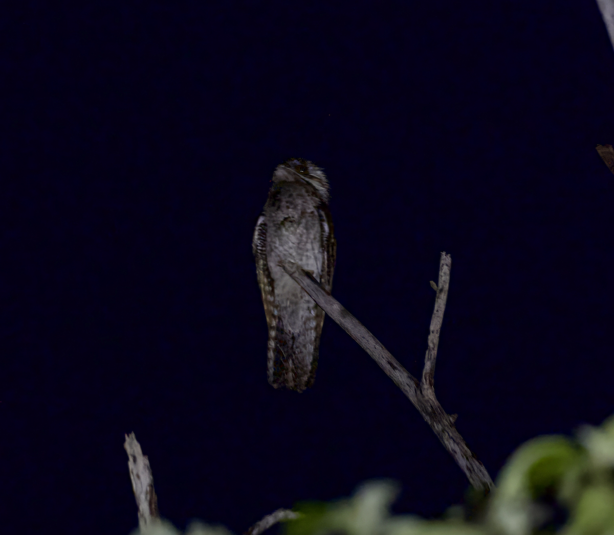 Northern Potoo (Middle American) - ML638128481