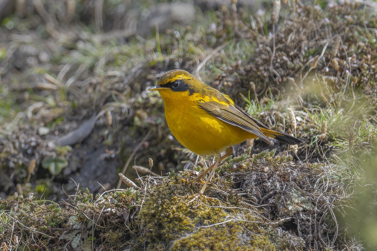Golden Bush-Robin - ML638128516