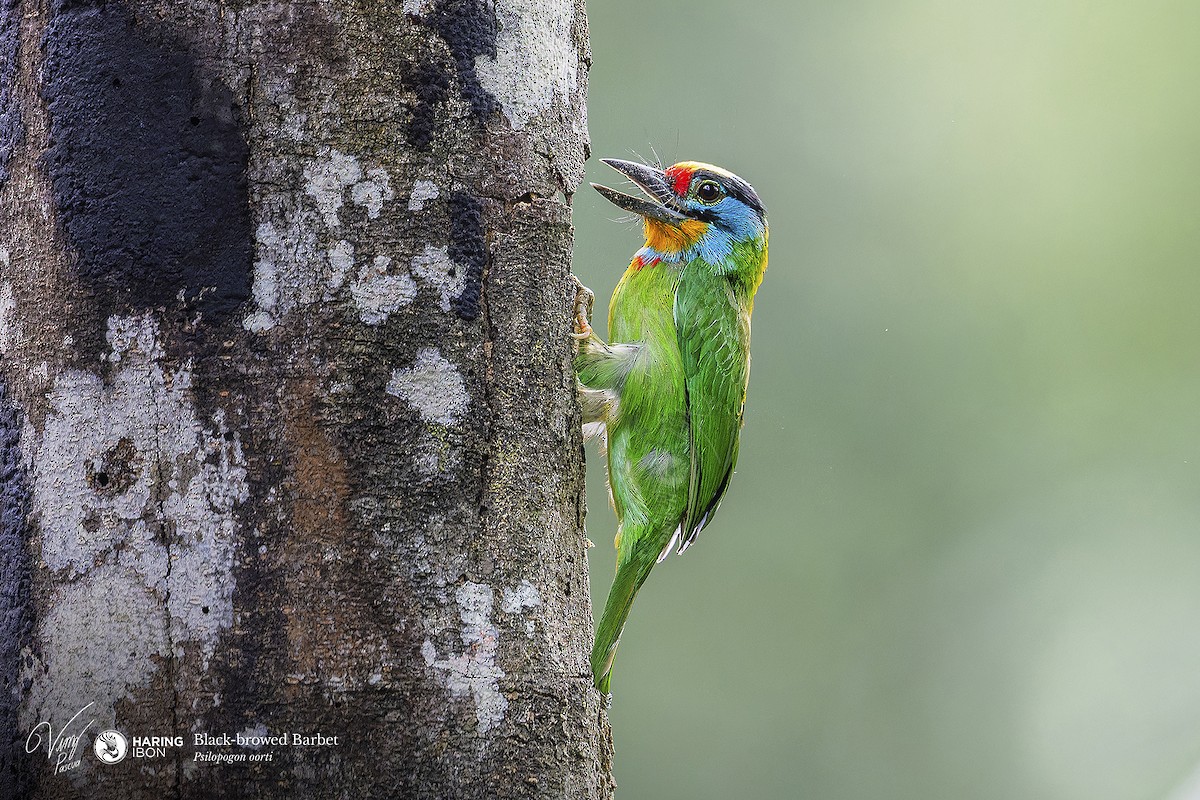 Black-browed Barbet - ML638128517