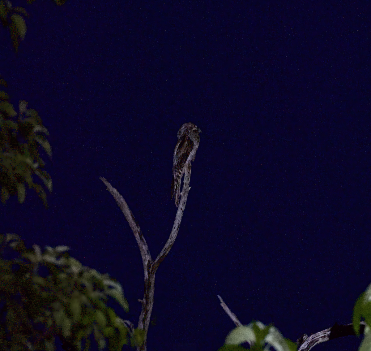 Northern Potoo (Middle American) - ML638128522