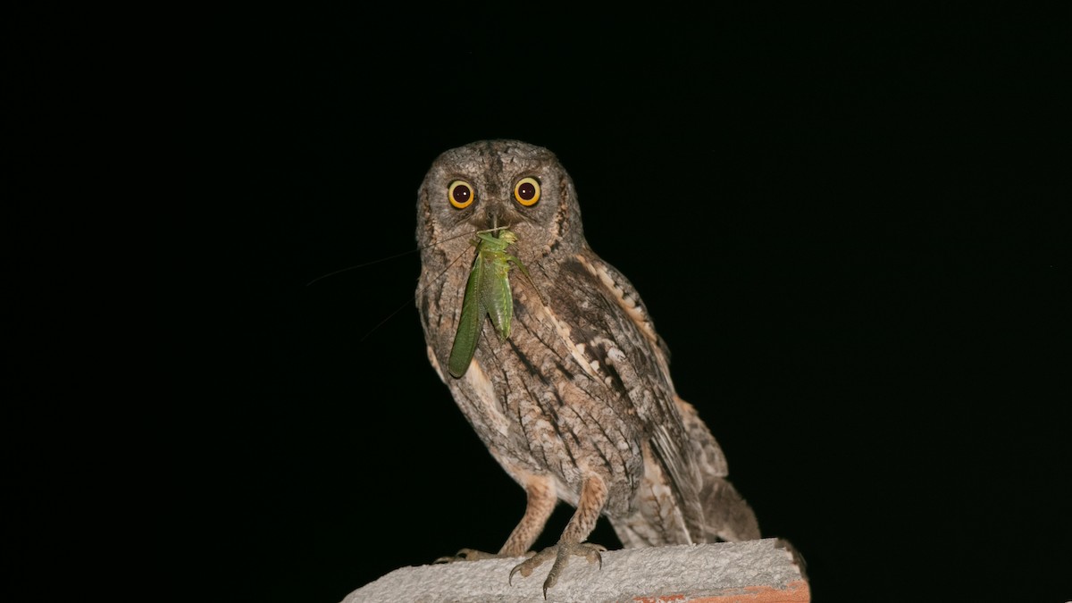 Eurasian Scops-Owl - ML638128534