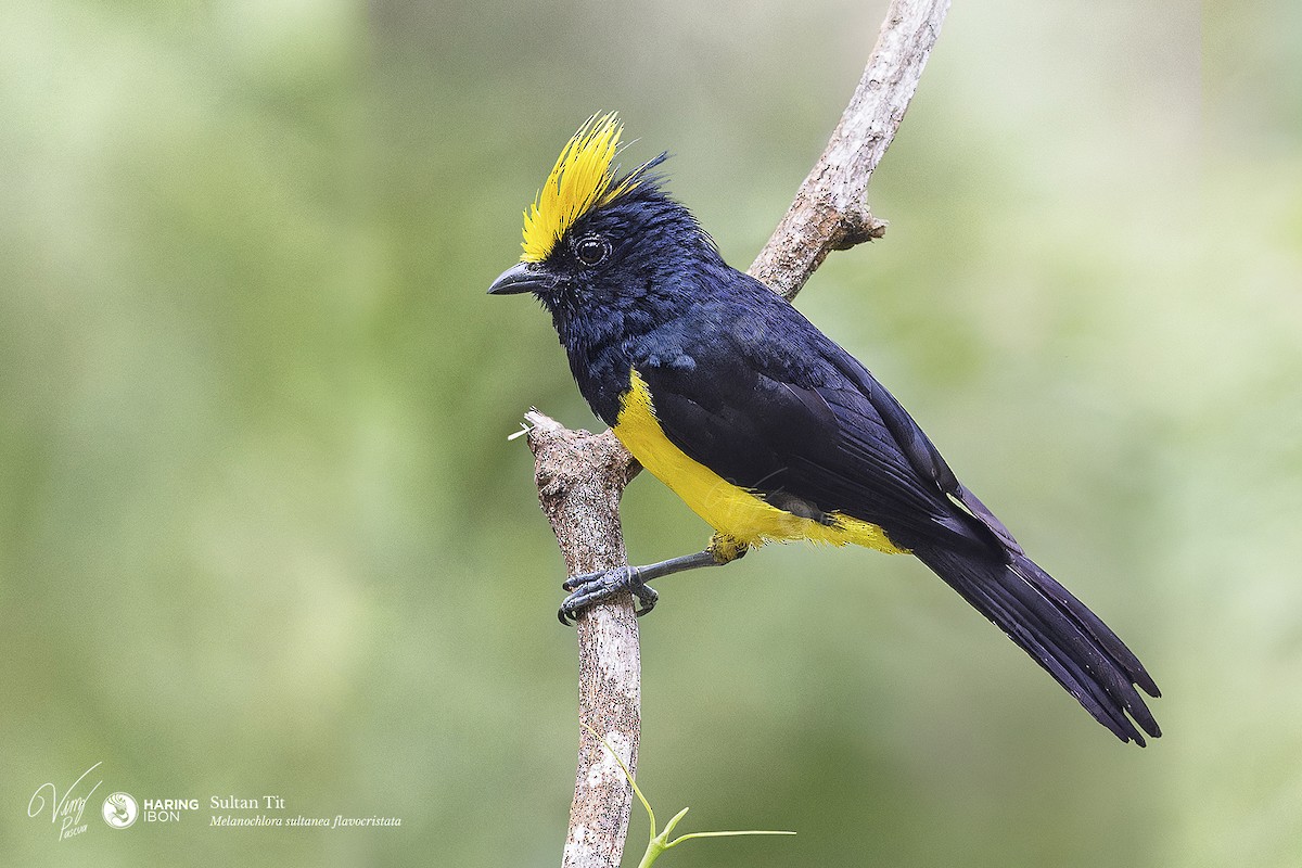 Sultan Tit - ML638128550