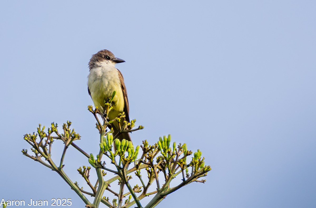 Thick-billed Kingbird - ML638128552