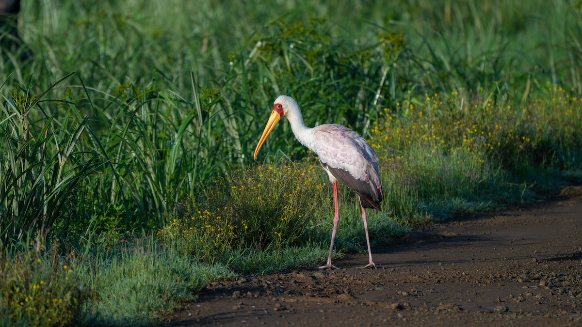 Yellow-billed Stork - ML638128607