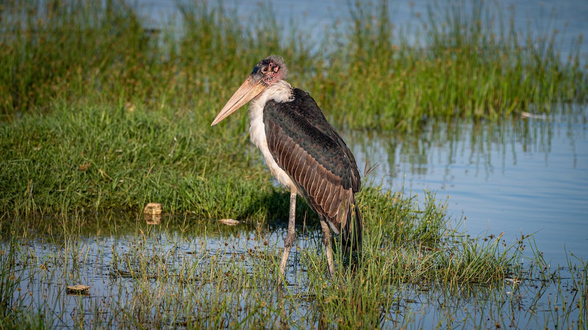 marabu africký - ML638128610